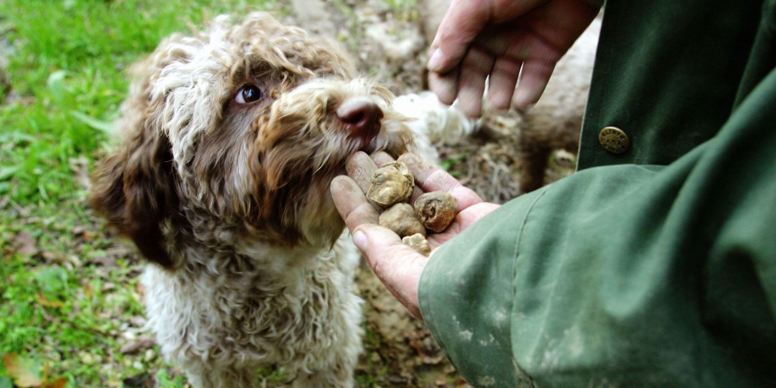 16 Cute Truffle Hunting Dogs