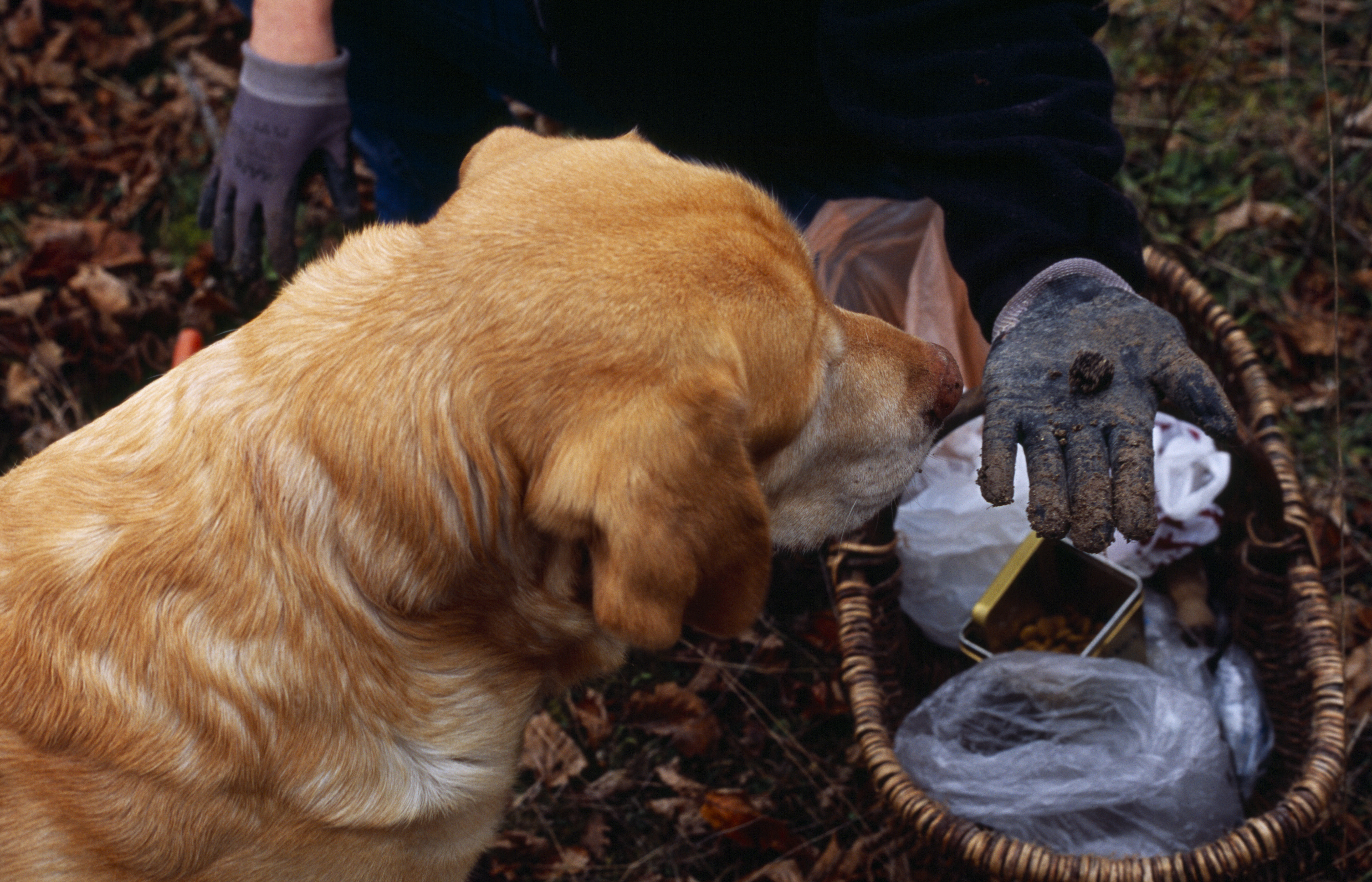 The Most Adorable Truffle Hunting Dogs