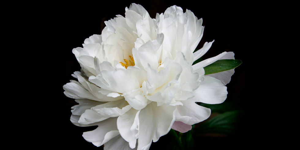 12 facts about peonies history of the peony flower 12 facts about peonies history of the peony flower