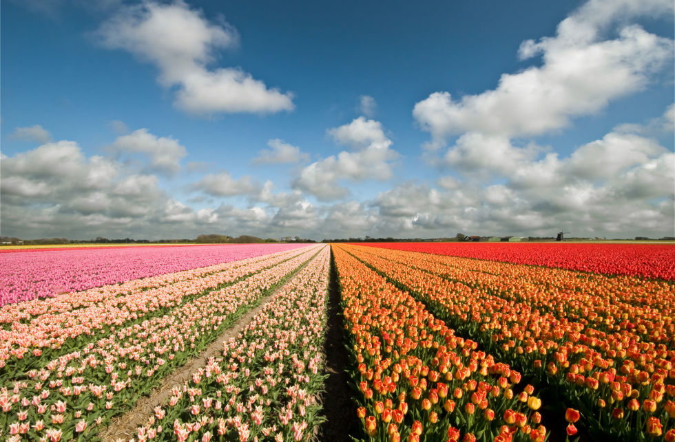 Holland Flower Field Drone Video Dutch Tulip Fields
