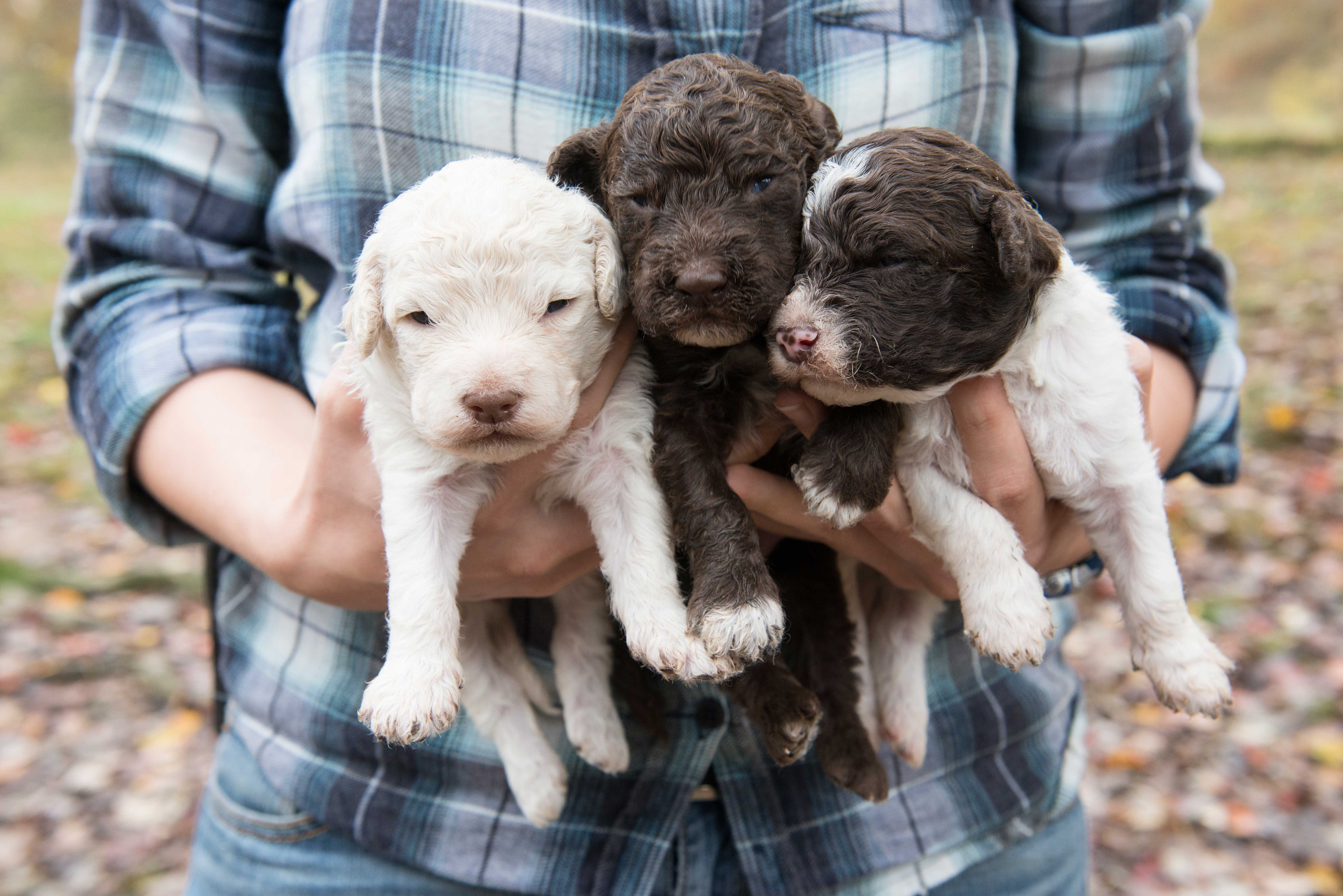Blackberry Farm Truffle Puppies - Photos Of Blackberry Farm Puppies