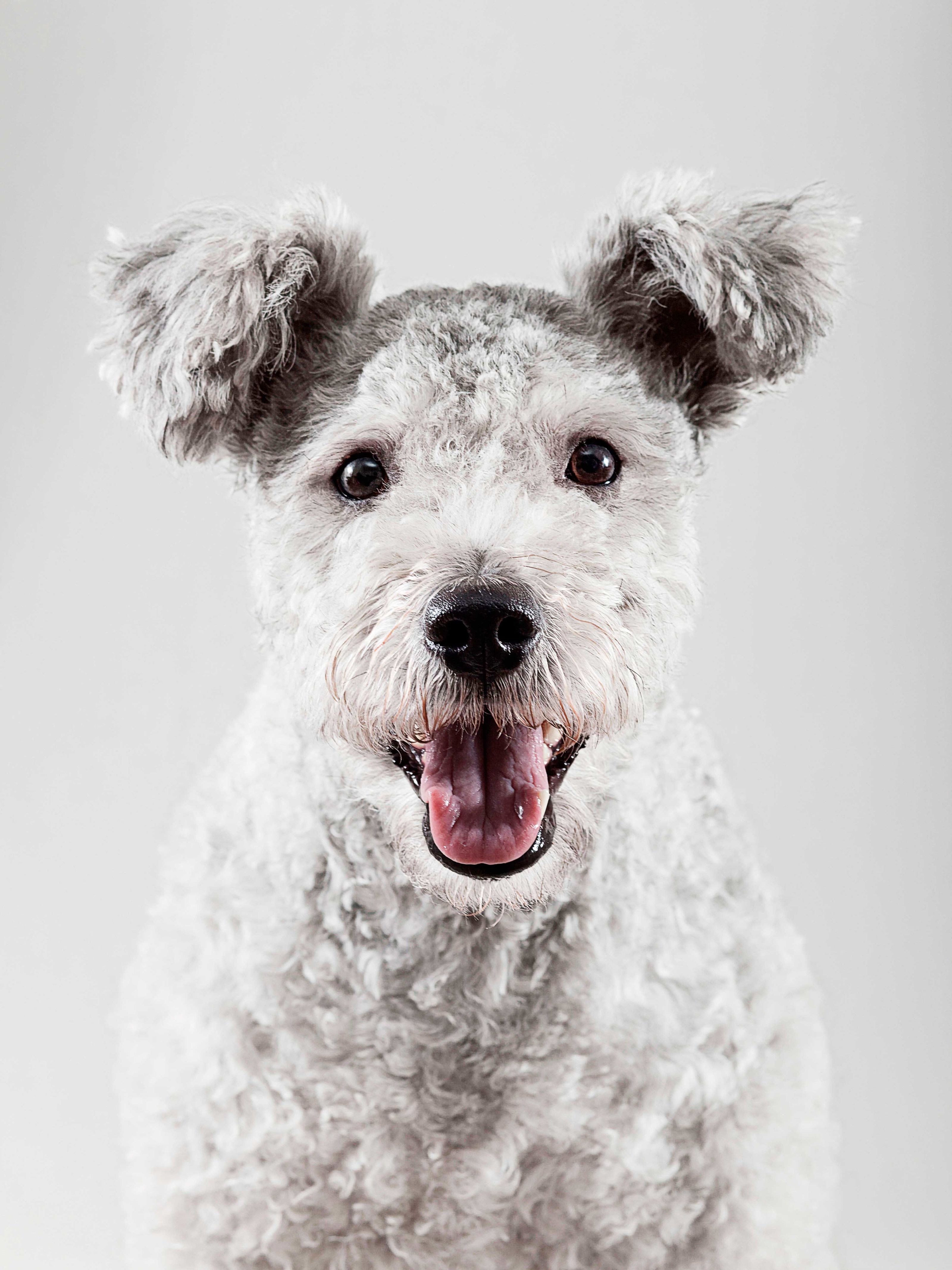 american puppy new town